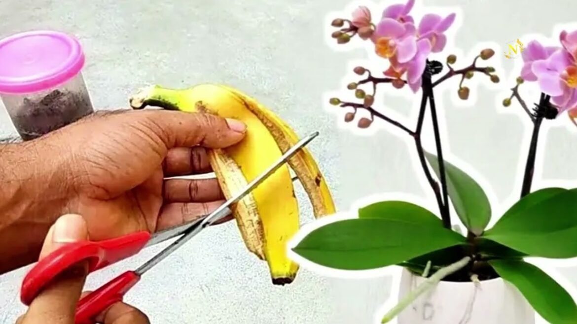 Expert Gardener Shares TOP Planting Tips! Essential Tips for Healthy Plants and Beautiful.