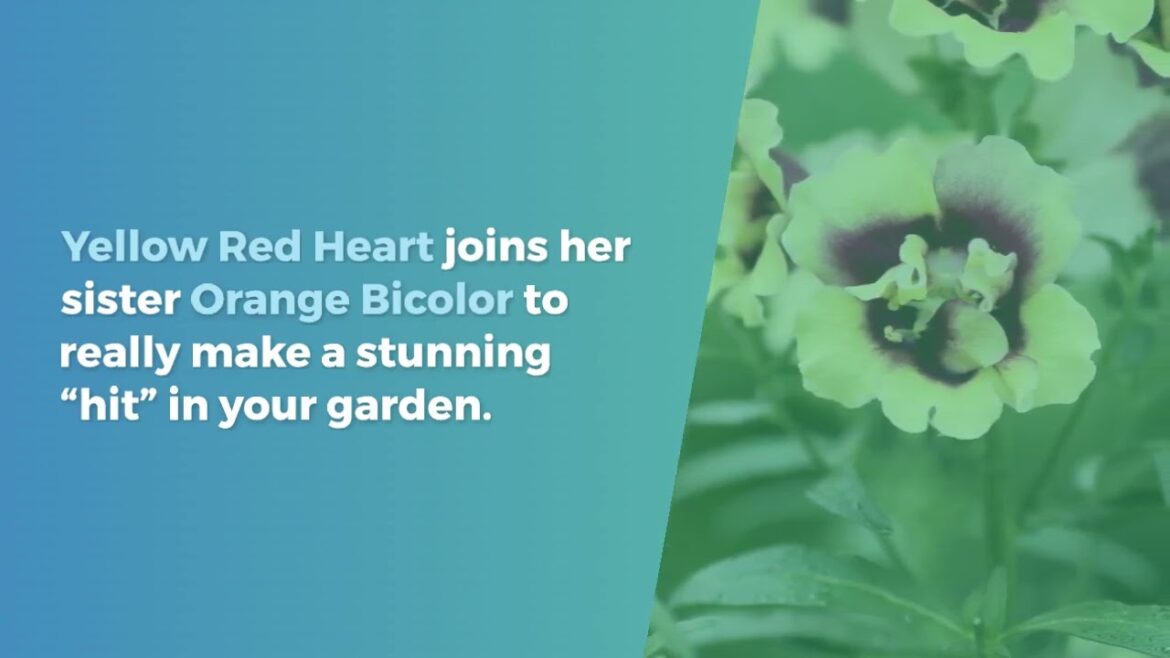 All-America Selections Flowers & Vegetables: AAS Winner Snapdragon Doubleshot Yellow Red Heart: A Stunning Floral Display #garden AAS Winner Snapdragon Doubleshot Yellow Red Heart: A Stunning Floral Display #garden