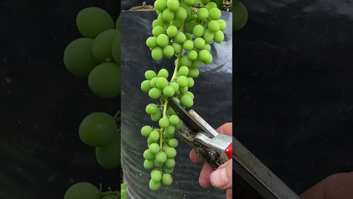 Grapes in Containers #containergardening #grapegrowing #growyourownfood