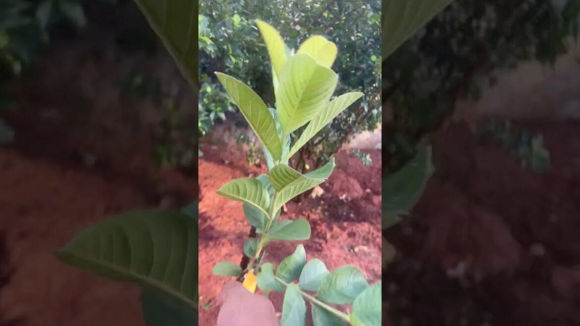 Gardening tips || தோட்ட பராமரிப்பு || Trimming plants and trees #gardeningtips #gardenmaintenance