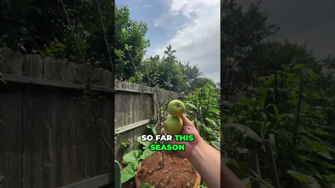 You Can Grow Apple Trees In Containers You Can Grow Apple Trees In Containers