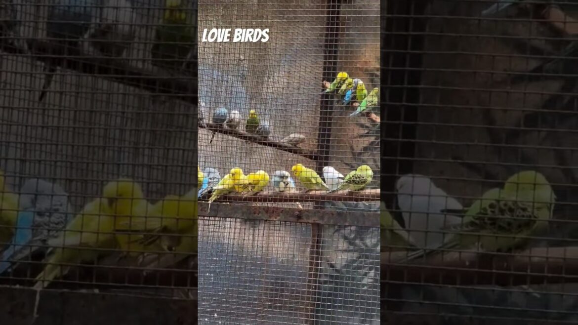 Karanjikere mysore #mysore #kannada #trendingshorts #kannadasongs #viralshorts #birds#travel#nature