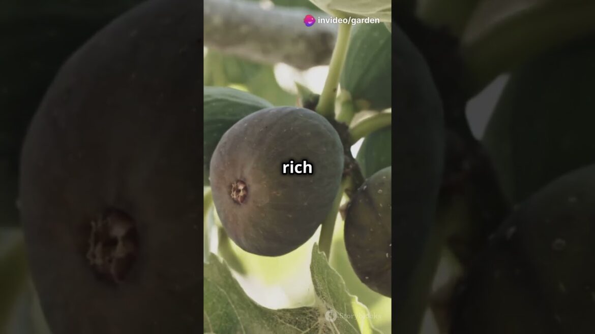 The Easiest Fruit Tree to Grow – Delicious Figs for Your Home! 🌳🍑#figtree #homegardening  #garden