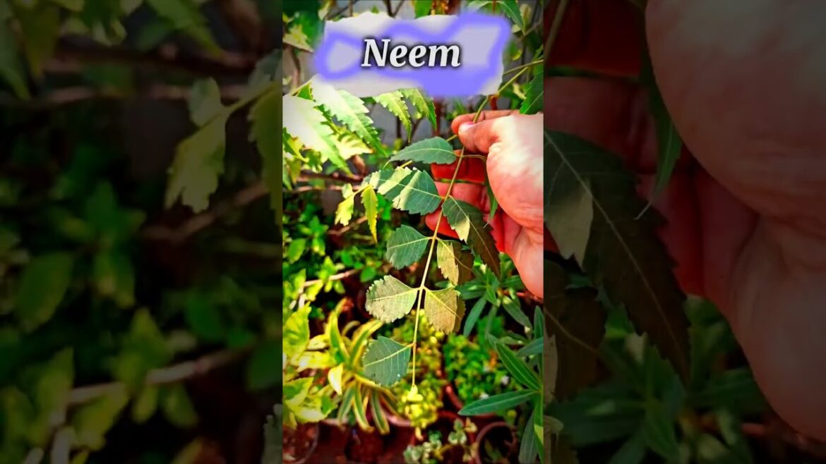 Have you ever seen this unique thing? #viralvideo #shortsfeed #trending #ytshorts #reels #shorts #yt