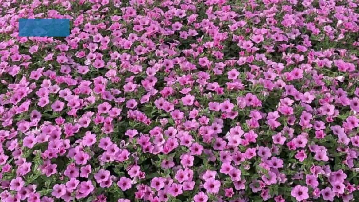 AAS Winner Petunia Dekko Maxx Pink will dazzle your garden. #petunia #homegardening