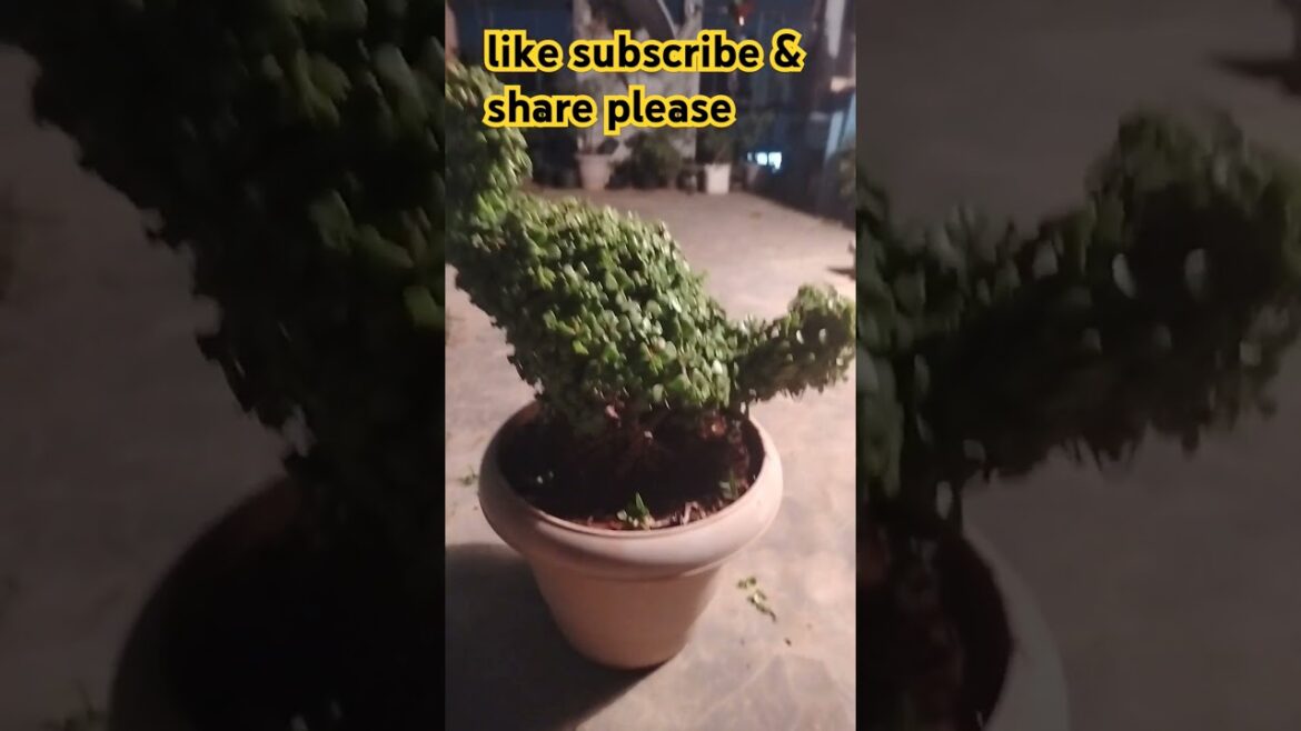 Beautiful topiary bonsai tree #youtubeshorts #trees #jadeplants #garden #jadetree Beautiful topiary bonsai tree #youtubeshorts #trees #jadeplants #garden #jadetree