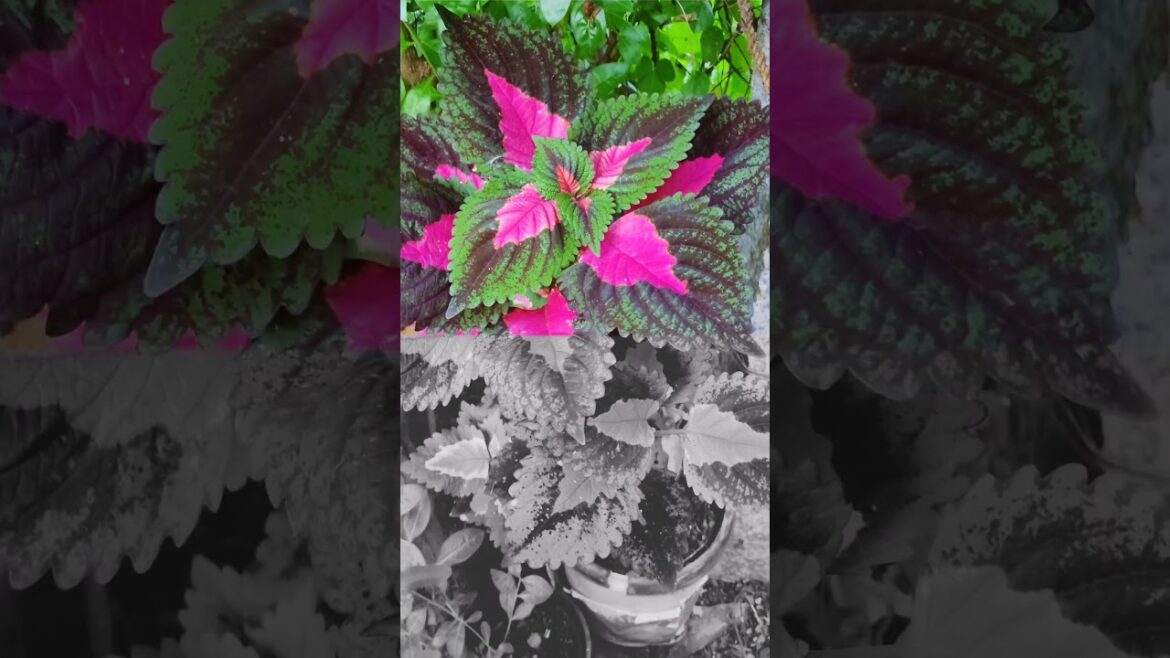 Vibrant Backyard Garden Views | Home garden