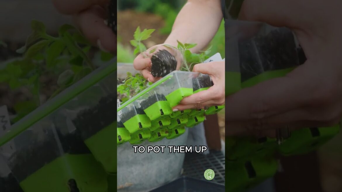 Don’t let seedlings outgrow their containers! Don't let seedlings outgrow their containers!