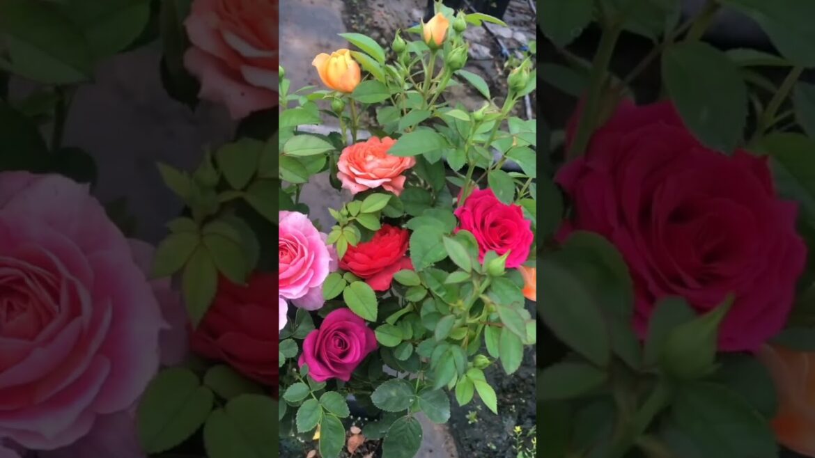 I Tried The Most Expensive rose .#shots, #viral, shorts, viral video, epic moments, trending shots, I Tried The Most Expensive rose .#shots, #viral, shorts, viral video, epic moments, trending shots,