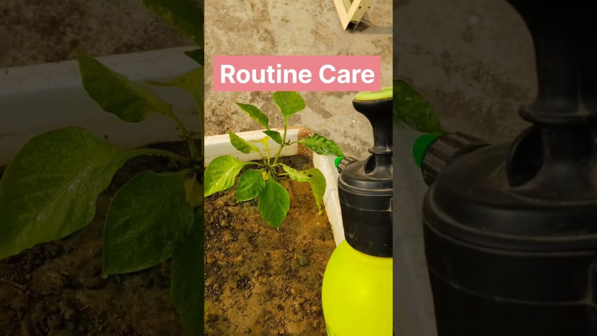 Routine Care Tips #shorts #gardeningtips #gardening #nature #capsicum #shimlamirch #gardener #garden Routine Care Tips #shorts #gardeningtips #gardening #nature #capsicum #shimlamirch #gardener #garden