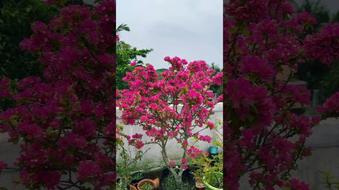 Garden decor with Bougainvillea | Bougainvillea #shortsvideo #shorts #garden #gardening #shortvideo