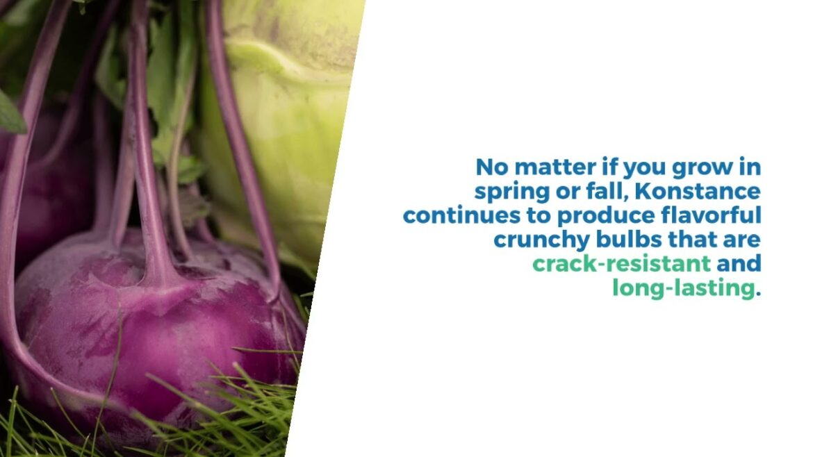 AAS Winner Konstance Kohlrabi: A Sweet and Tender Treat!  Easy to grow in your Garden