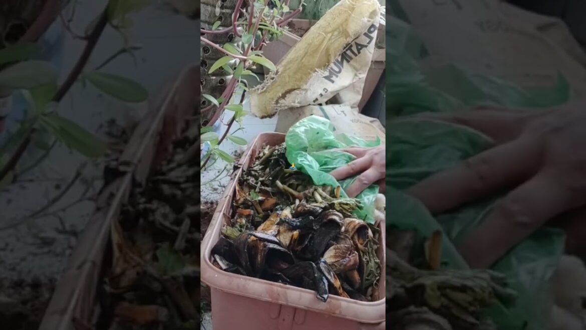 देसी जुगाण से करें फ्री में गार्डेनिंग #gardeningtips #shorts #viral #plantswithbabita