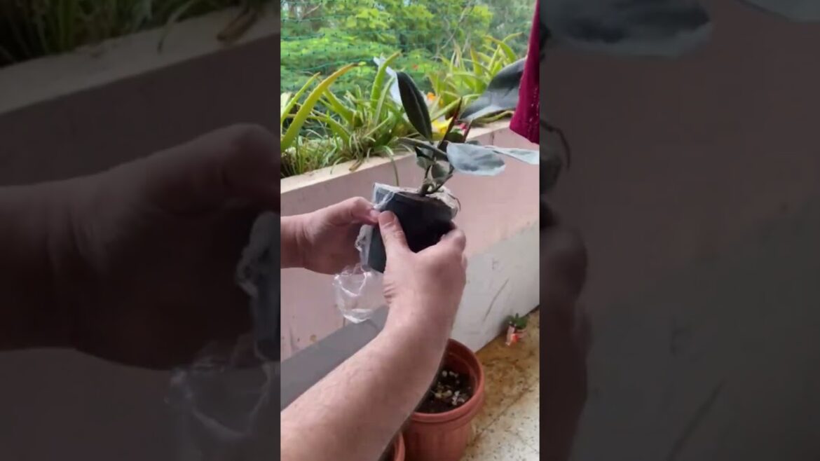 Paudhewale™ Unboxing of Snake plant and Rubber Plant | Indoor Plants #paudhewale #indoorplants #buy Paudhewale™ Unboxing of Snake plant and Rubber Plant | Indoor Plants #paudhewale #indoorplants #buy