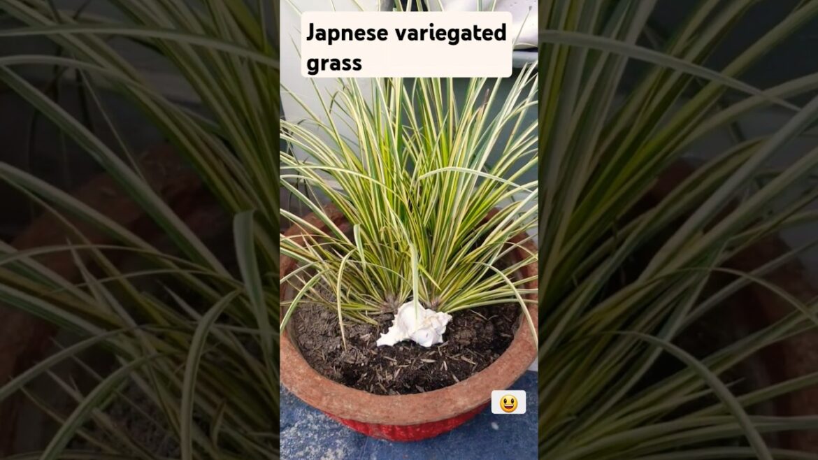 #25#variegated plant# Japanese #viralshorts#gardening