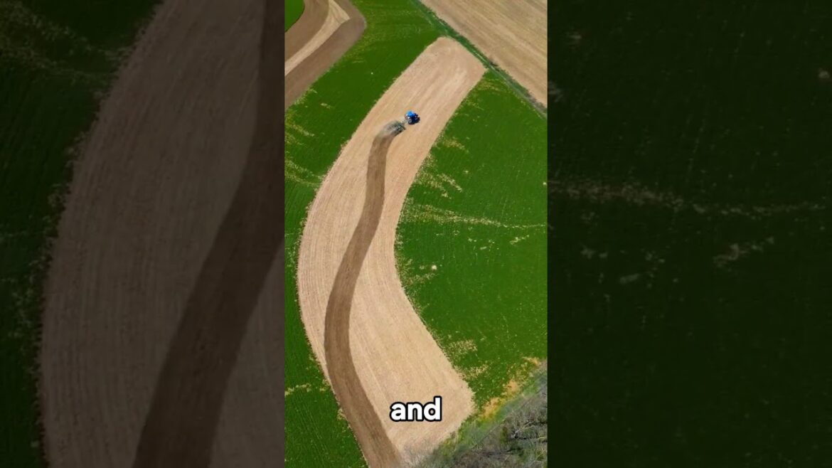 Satisfying Gardening Work 🌳 #garden #gardening #satisfying #cleaning #grass #lawn #viral #fyp #83 Satisfying Gardening Work 🌳 #garden #gardening #satisfying #cleaning #grass #lawn #viral #fyp #83