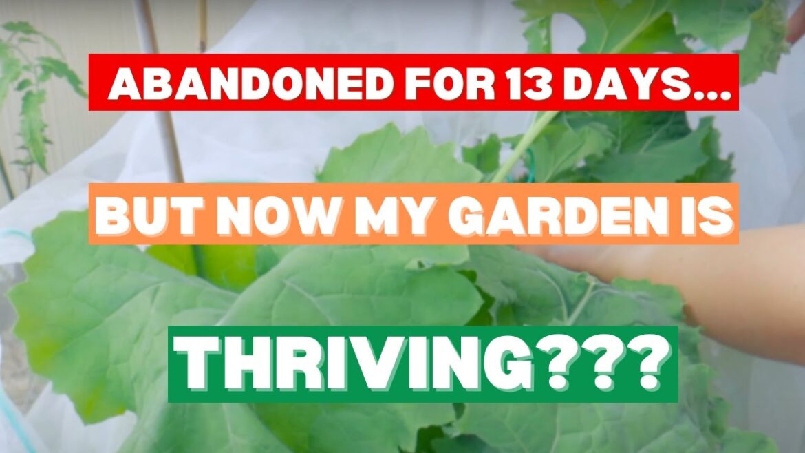 How I set up my small container garden for success while on vacation. NO DRIP IRRIGATION, EASY STEPS How I set up my small container garden for success while on vacation. NO DRIP IRRIGATION, EASY STEPS