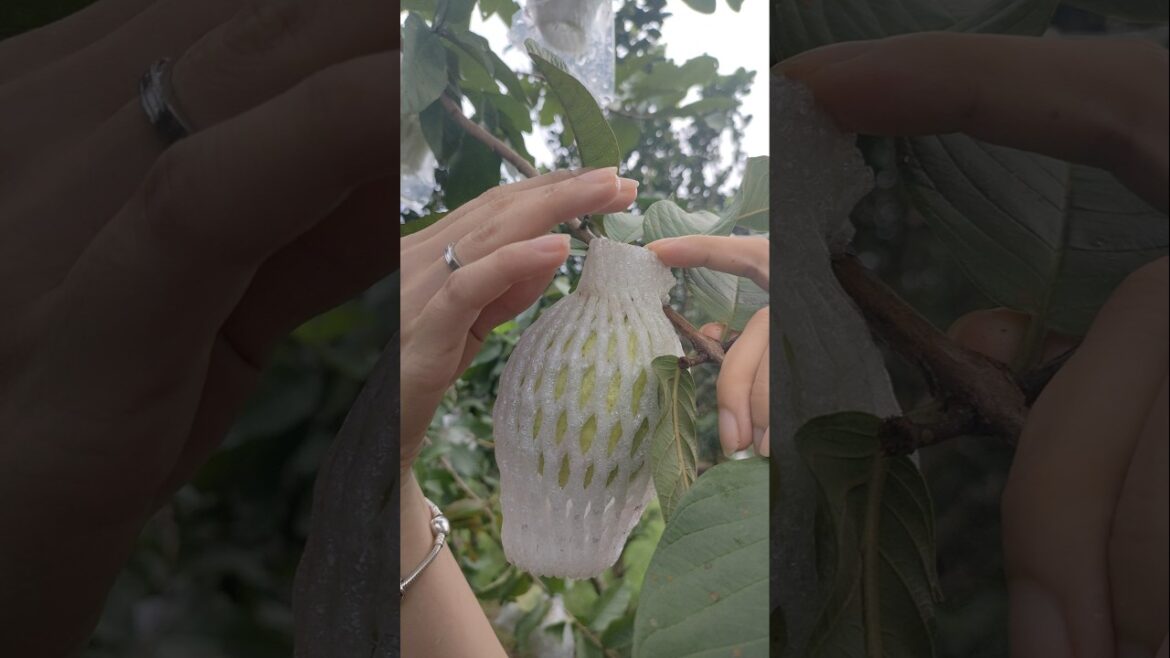 Farming & gardening: Homestead enjoy & country life vlog #45 #homestead #countrylife #gardenlife Farming & gardening: Homestead enjoy & country life vlog #45 #homestead #countrylife #gardenlife