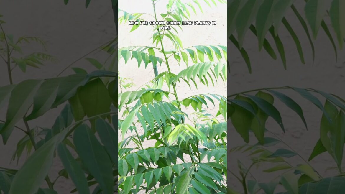 Top Shade-Loving Herbs for Your Garden 🌿✨