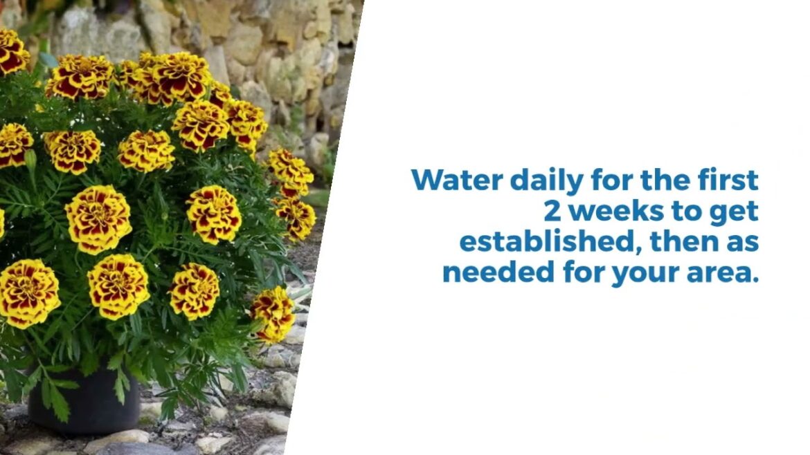 All-America Selections Flowers & Vegetables: Brighten Up Your Garden with Sun-Loving AAS Winner Mango Tango Marigolds #marigold #sunlovingplants Brighten Up Your Garden with Sun-Loving AAS Winner Mango Tango Marigolds #marigold #sunlovingplants