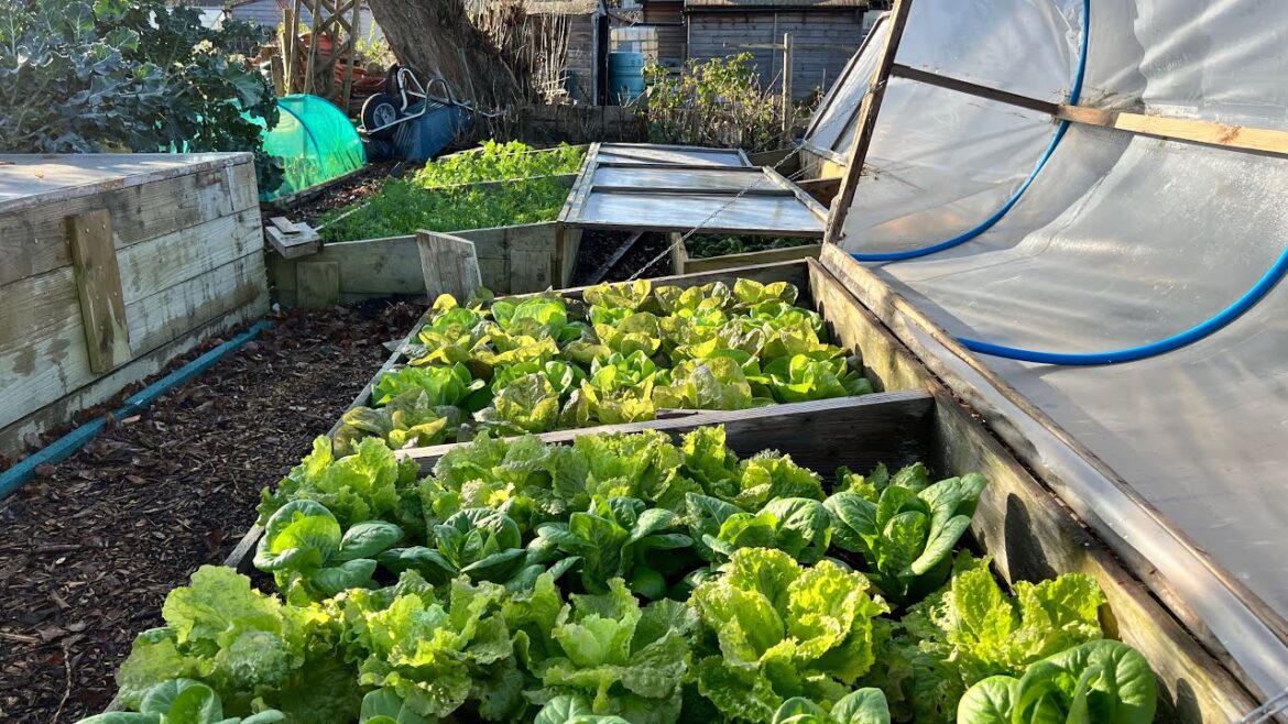 Well stocked up for winter ~ mid-November allotment tour Well stocked up for winter ~ mid-November allotment tour