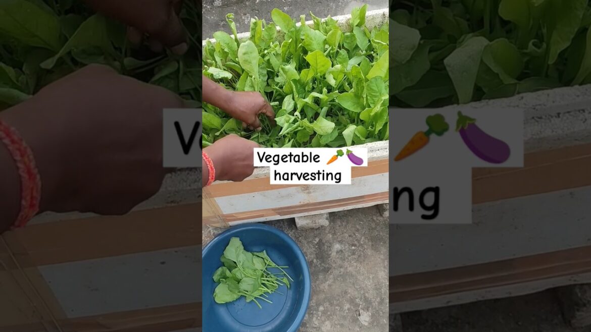 Vegetable 🥕🍆 harvesting #garden #gardengingtips #gardening #shorts #shortsvideo #ashortsaday Vegetable 🥕🍆 harvesting #garden #gardengingtips #gardening #shorts #shortsvideo #ashortsaday