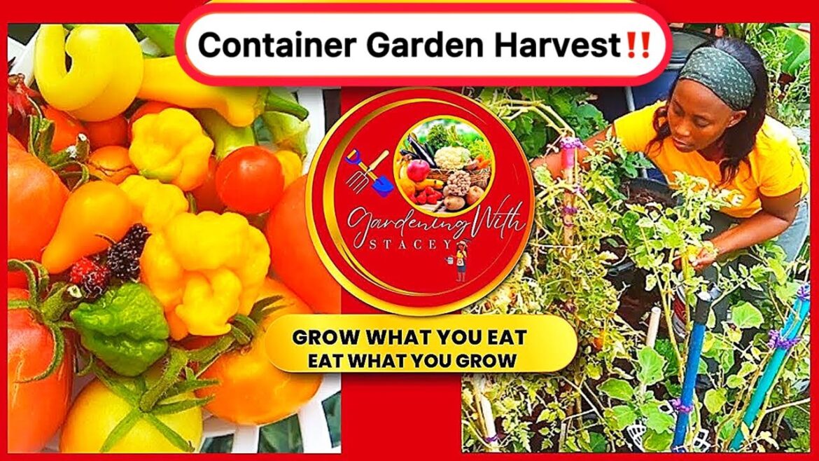 HARVESTING A MASSIVE Container Garden IN A Tiny Backyard! HARVESTING A MASSIVE Container Garden IN A Tiny Backyard!