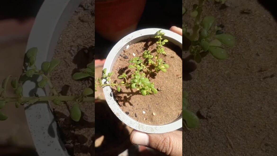 Baby tears plants/ pilea microphlla plants care #pilea #babytears #plantscare #plants #gardening