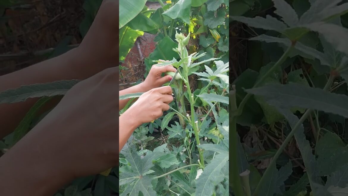 Bhindi harvesting in my garden #shorts #youtubeshorts #nature #trends
