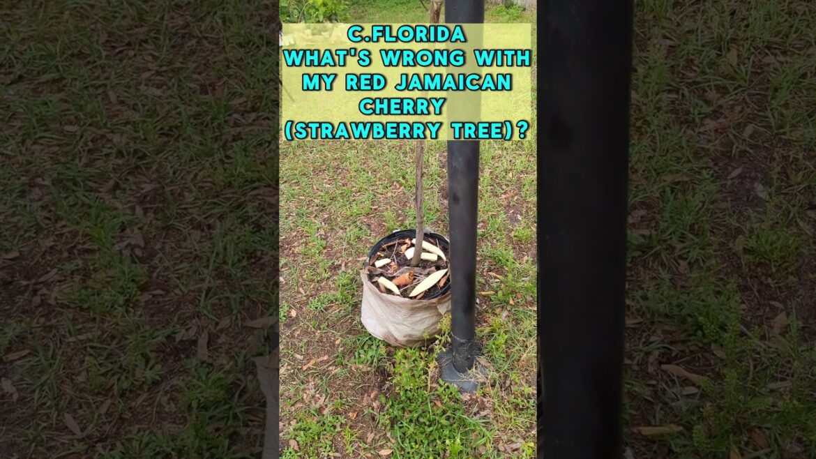 The reason for the YELLOW LEAVES on my strawberry tree. Not ENOUGH WATER! #wateringplants