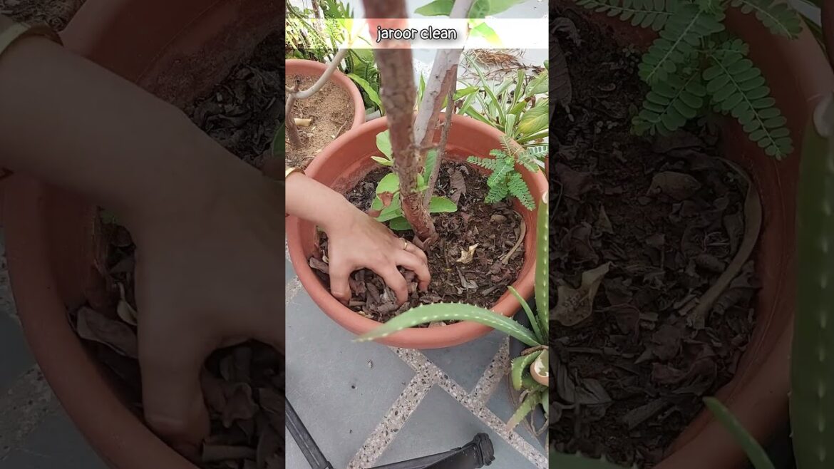 July Gardening Tips #shorts July Gardening Tips #shorts