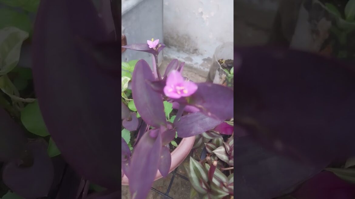 purple heart flower and plant care #purpleheartplant #flowers #gardeningtips