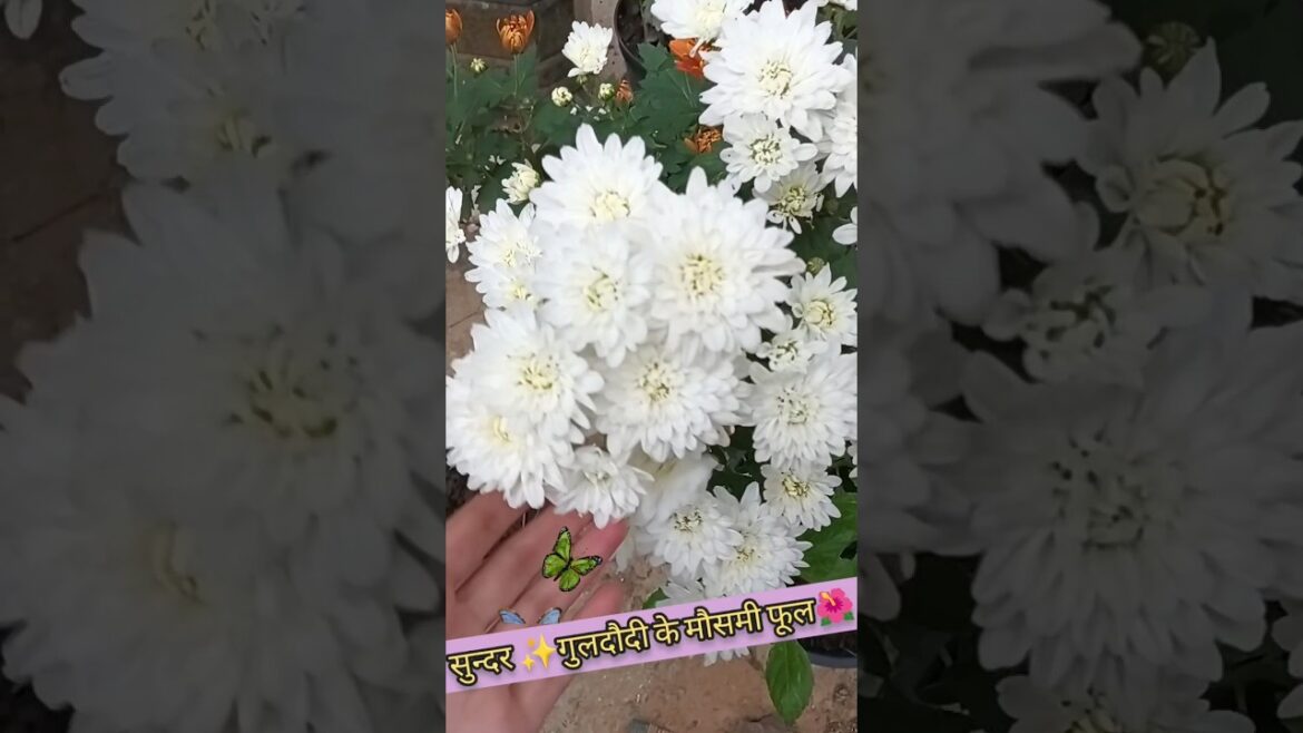 गुलदावरी के मोसम्बी फूल !! #shorts#youtubeshorts#trending#shortvideo#funny#short#shortsfeed#video🌹🌿🍇