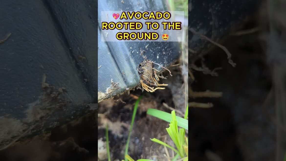 🥑Prevent AVOCADO Potted Plant from Rooting in the Ground #plantsinpots #growinginpots