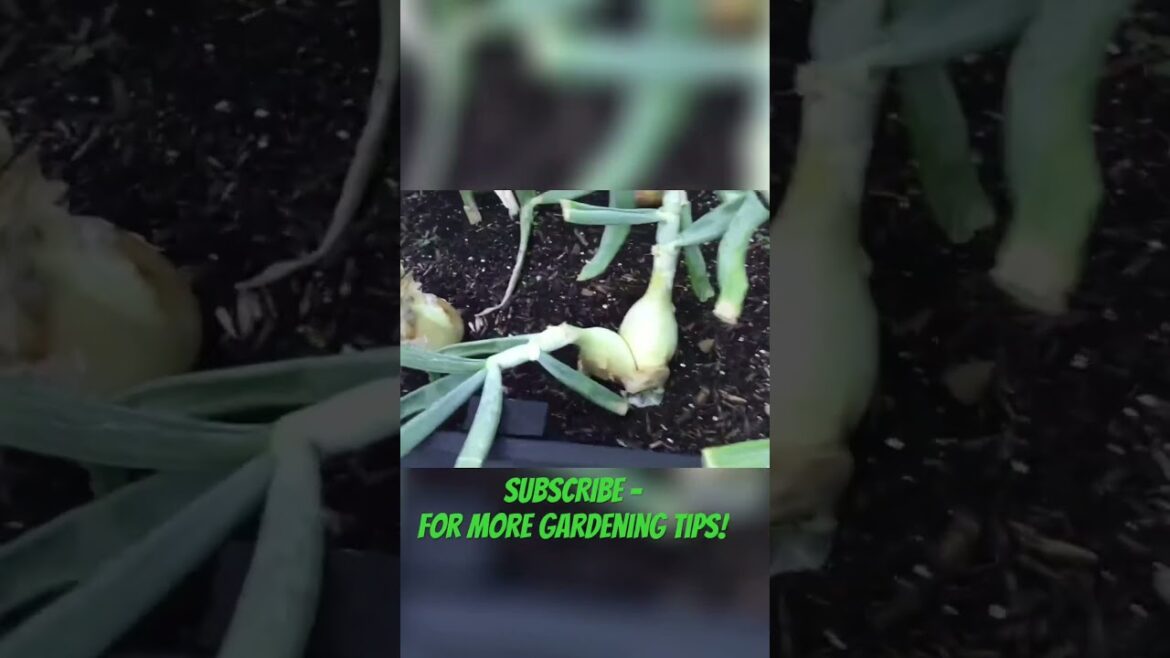 When to Harvest Onions: Gardening Tips #onionharvest  #gardeningadvice