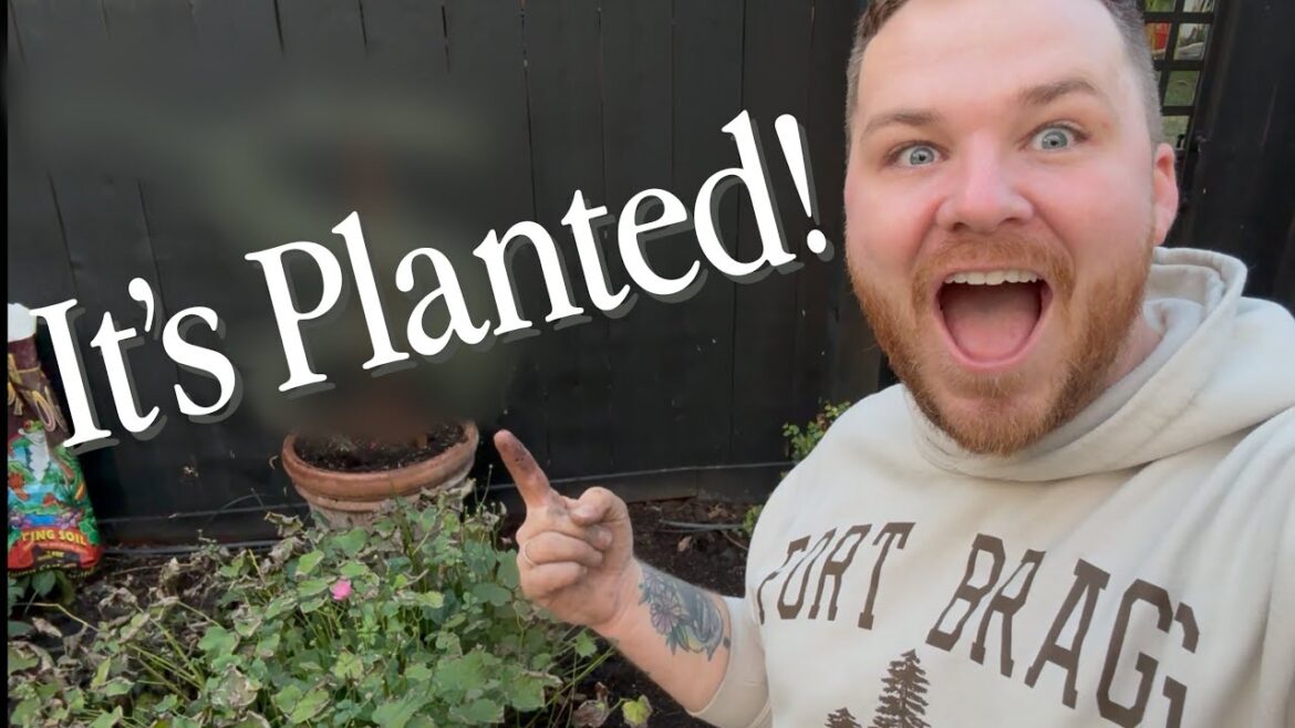 Stunning Now and In 30 Years, The Perfect Tree || Visit Our Garden Stunning Now and In 30 Years, The Perfect Tree || Visit Our Garden