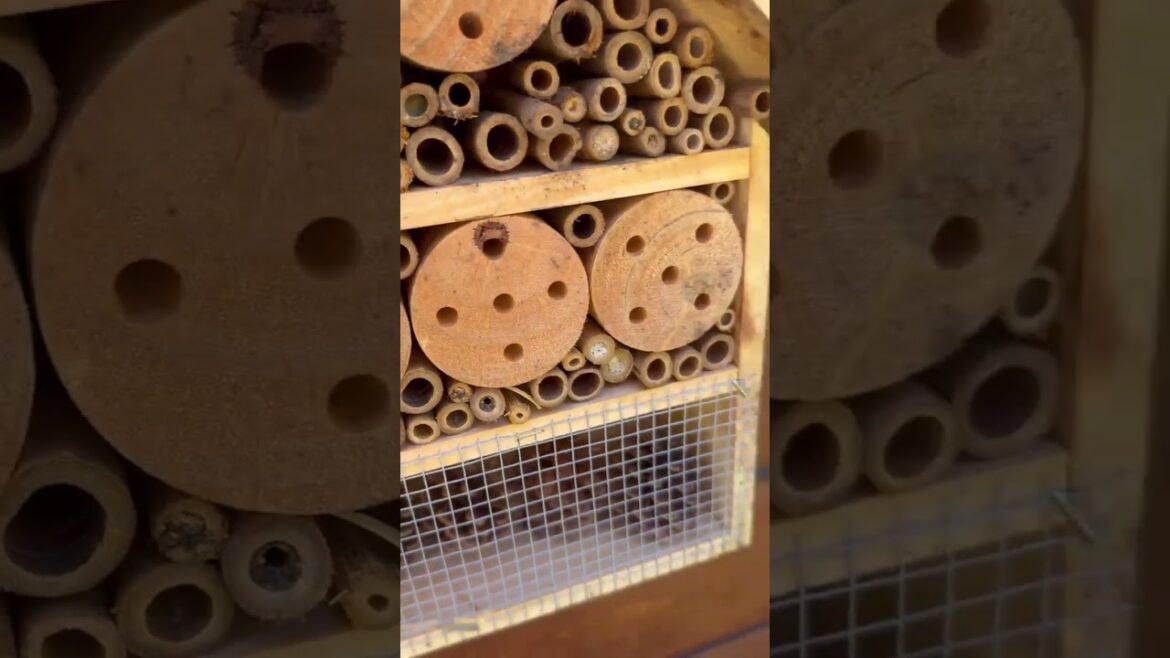 My Bug Hotels: Invite Pollinators to Your Garden! My Bug Hotels: Invite Pollinators to Your Garden!