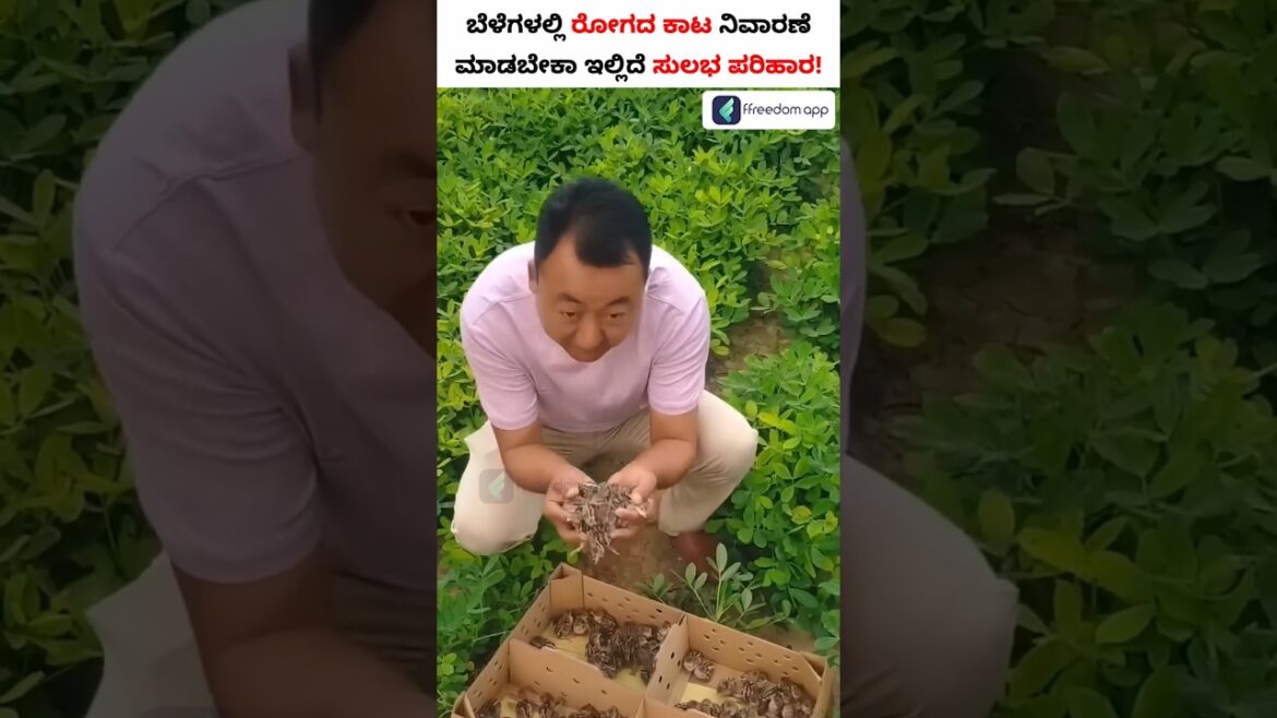 Want to Protect Your Farmland from Pests with Quail Birds? #shorts #QuailBirds #Pests