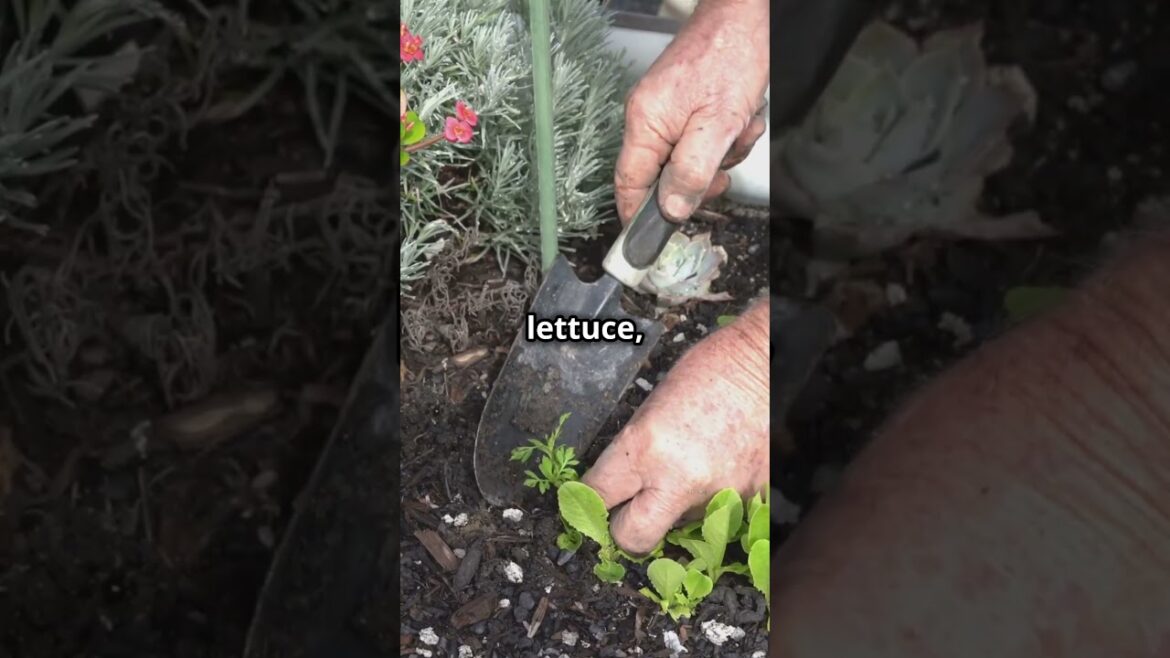 Zone 12 November Garden Tips!