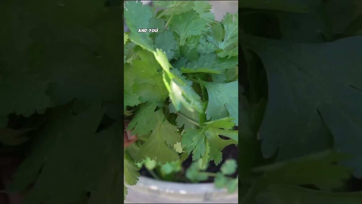 How to Grow Cilantro in the Shade 🌿🌤️
