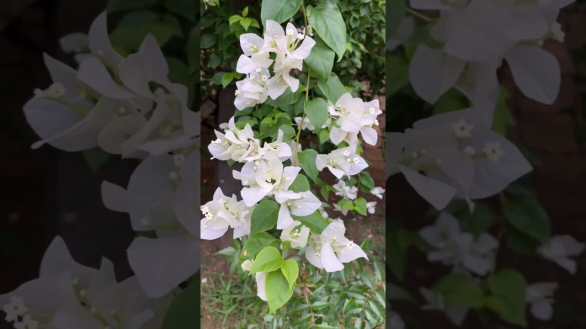 Bougainvillea #bougainvillea #shorts #shortsvideo #garden #gardening