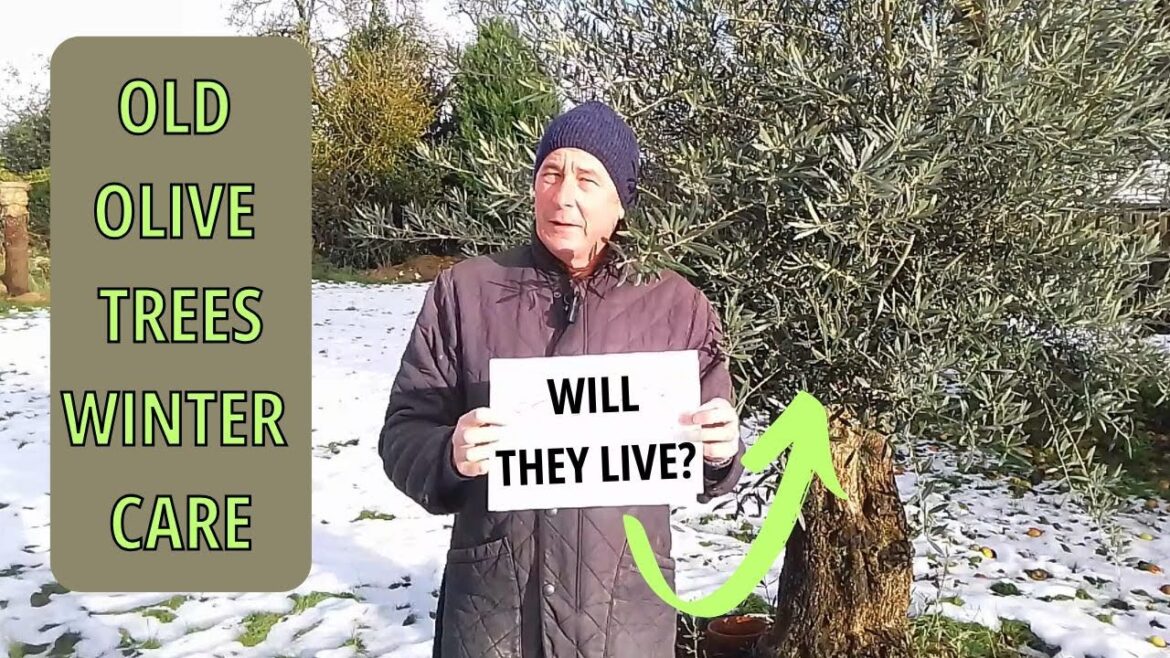 Olive Tree Care, (Olive Tree Winter Protection) Gardening UK Olive Tree Care, (Olive Tree Winter Protection) Gardening UK