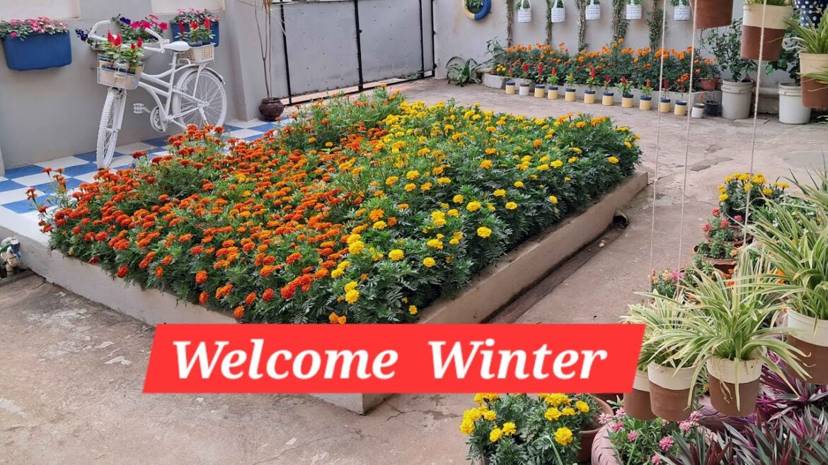Decorate Winter Garden With Innovative Ideas | Useful Gardening Tips #viral #trending #winter