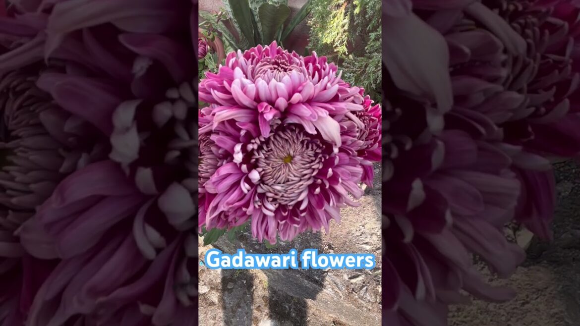Gadawari & Chrysanthemum: The Flower That Will Change Your Garden Forever