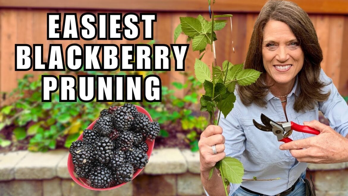Prune Blackberries The Easiest Way-Don't Overcomplicate!