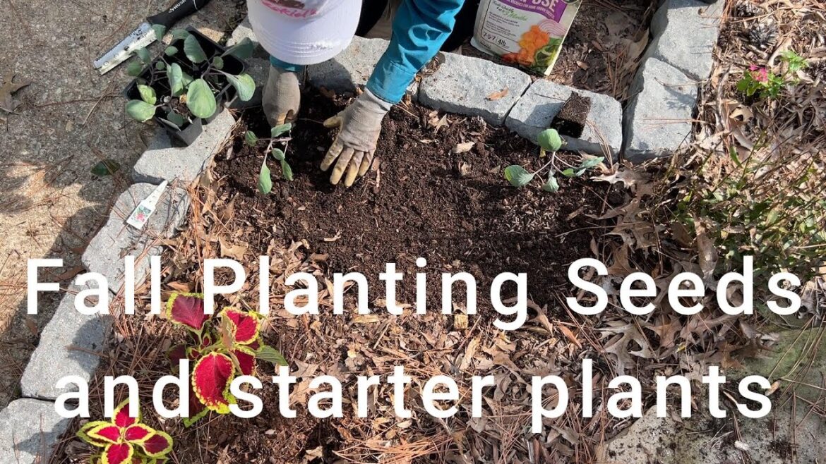Gardening Tips: Fall Planting Seeds and Starter Plants in Zone 8B 🌸