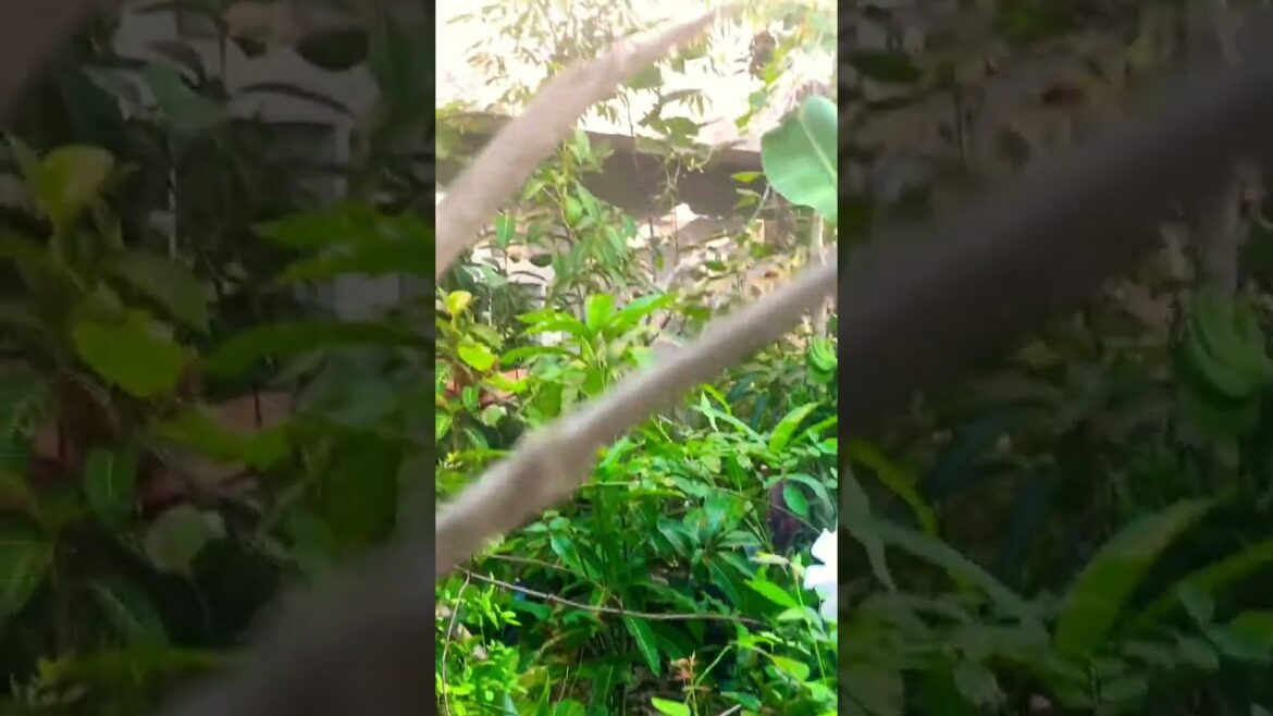 #backyard #gardenplants #backyardflowers #backyardflowers #backyardgardening #garden