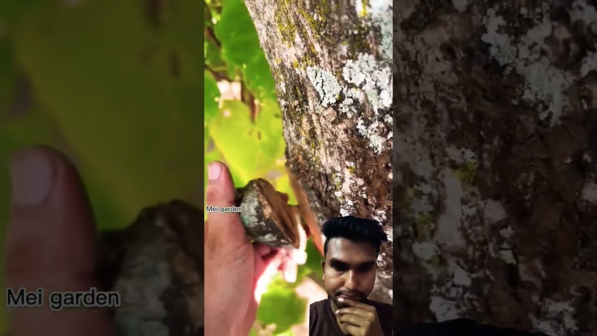 I’m Grafting Mangoes with Aloe Vera