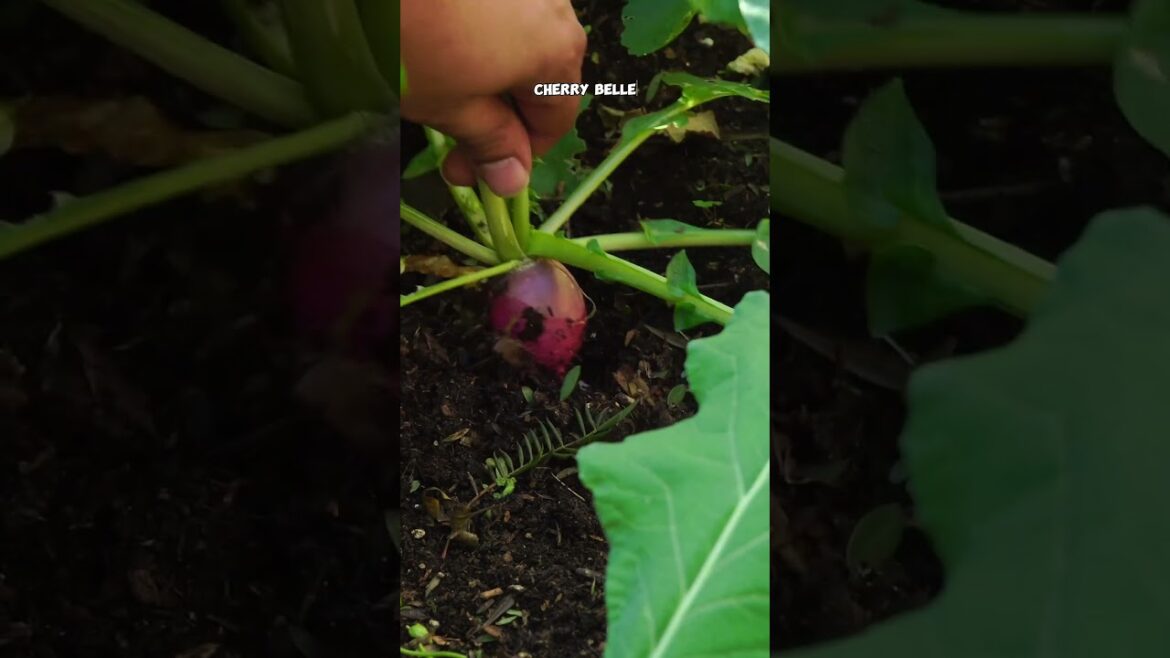 Growing Radish Plants in Shade: Quick Tips! 🌿🌤️