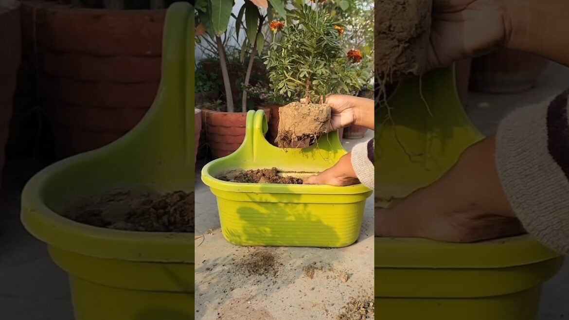 Winter Garden के लाडले है ये Plant #marigold #wintergarden #flowers